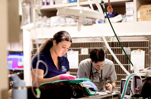 Behind the scenes at Bishop Veterinary Hospita 2